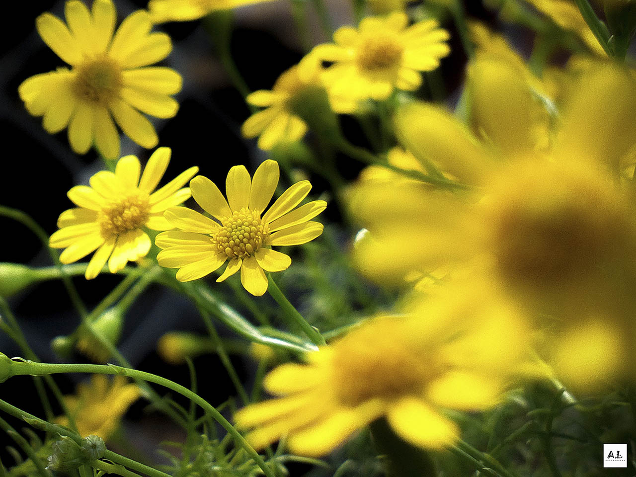 bộ ảnh làng hoa Sa đéc bằng Nokia 808 PureView