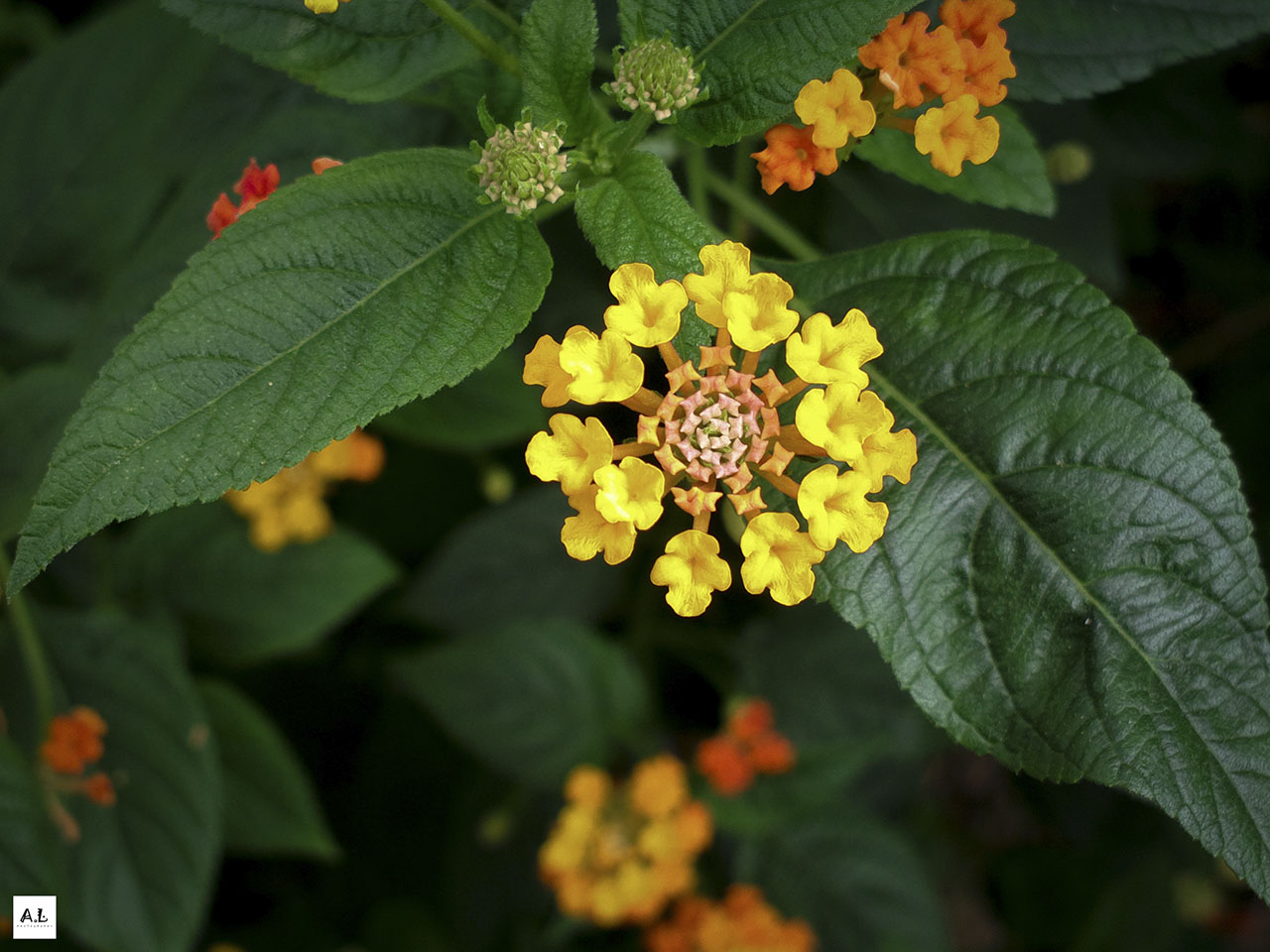 bộ ảnh làng hoa Sa đéc bằng Nokia 808 PureView