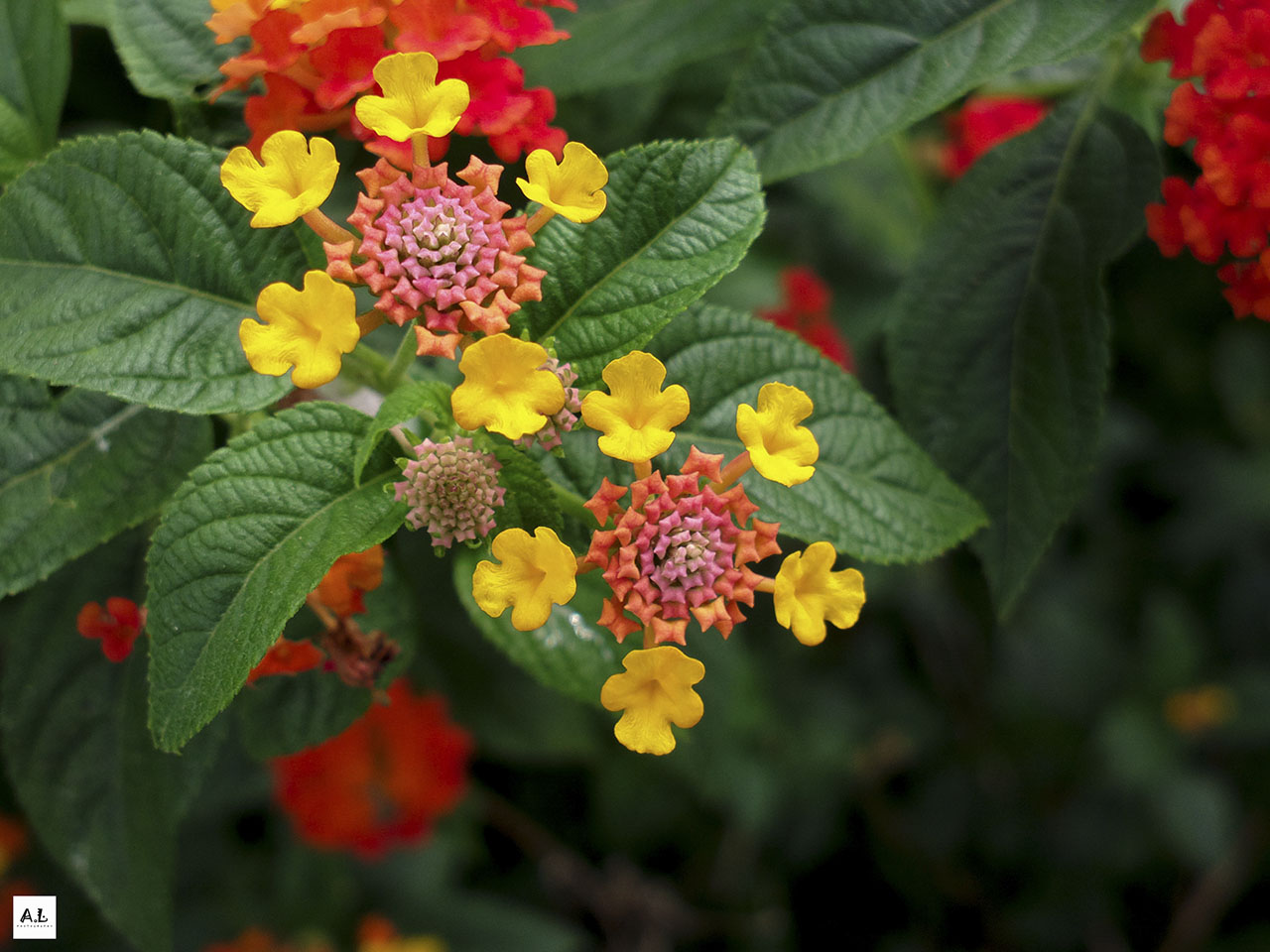 bộ ảnh làng hoa Sa đéc bằng Nokia 808 PureView