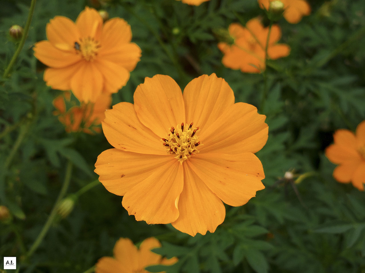 bộ ảnh làng hoa Sa đéc bằng Nokia 808 PureView