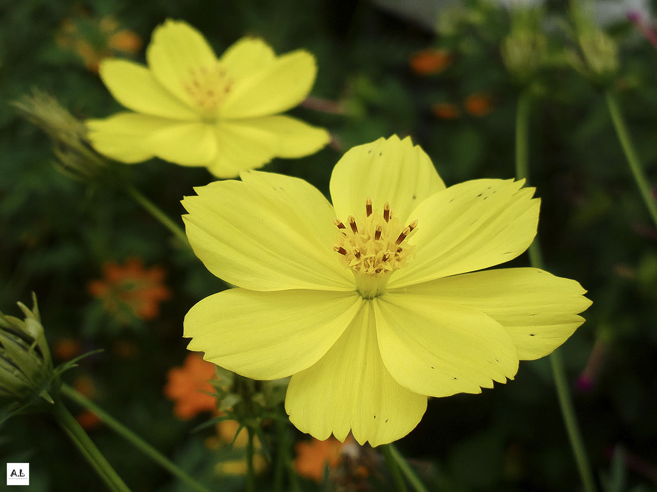 bộ ảnh làng hoa Sa đéc bằng Nokia 808 PureView