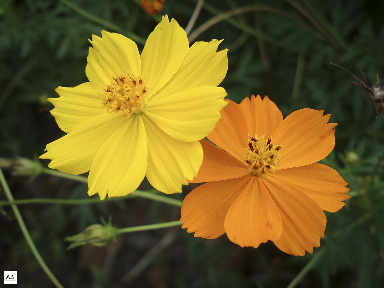 bộ ảnh làng hoa Sa đéc bằng Nokia 808 PureView