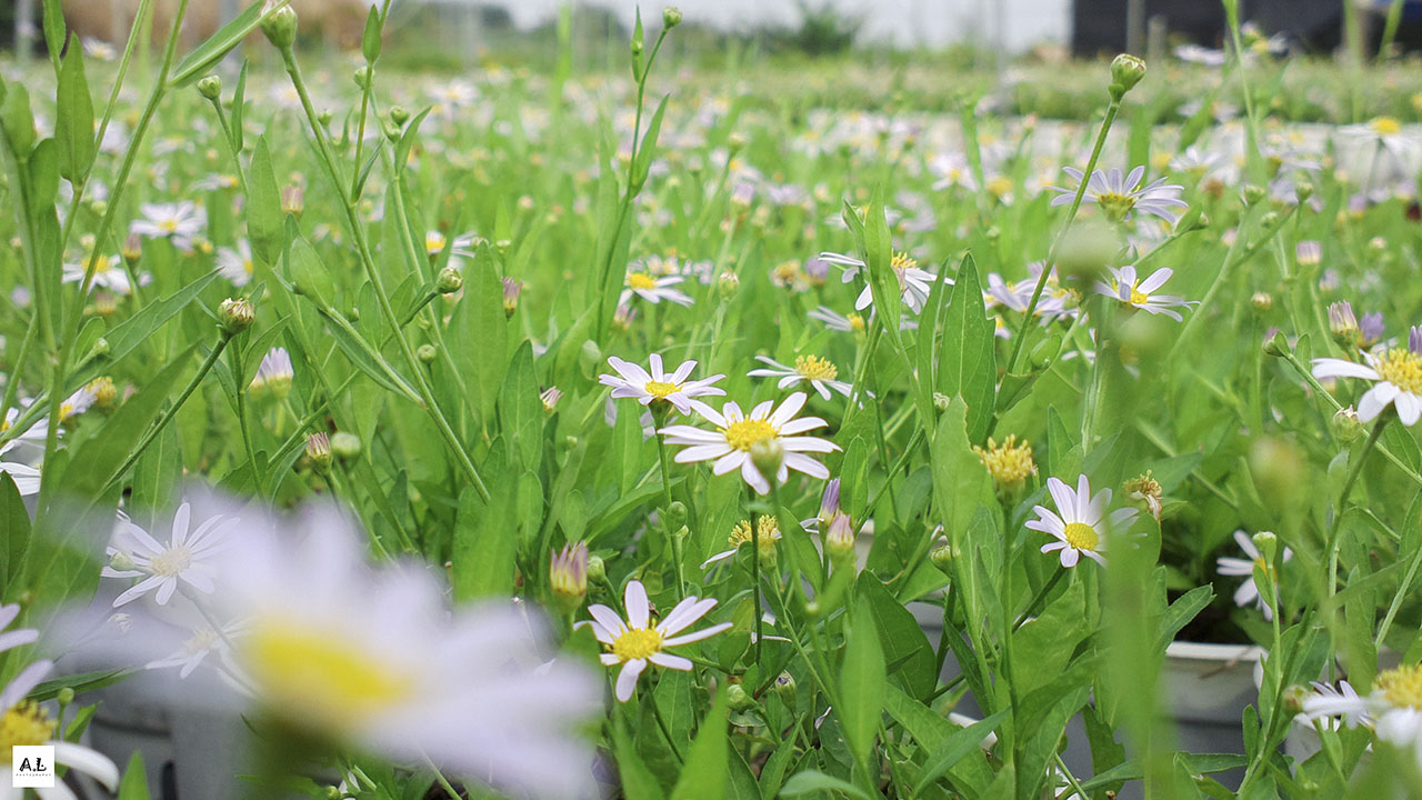 bộ ảnh làng hoa Sa đéc bằng Nokia 808 PureView