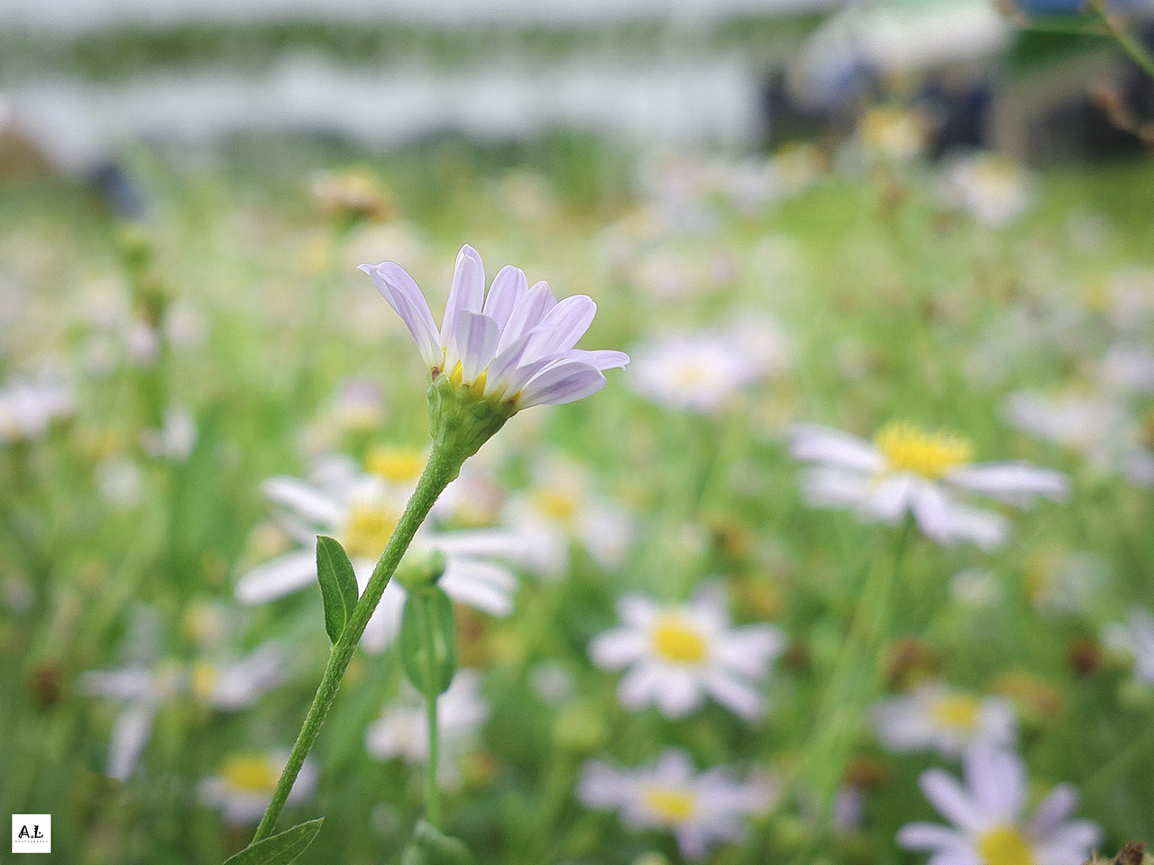 bộ ảnh làng hoa Sa đéc bằng Nokia 808 PureView