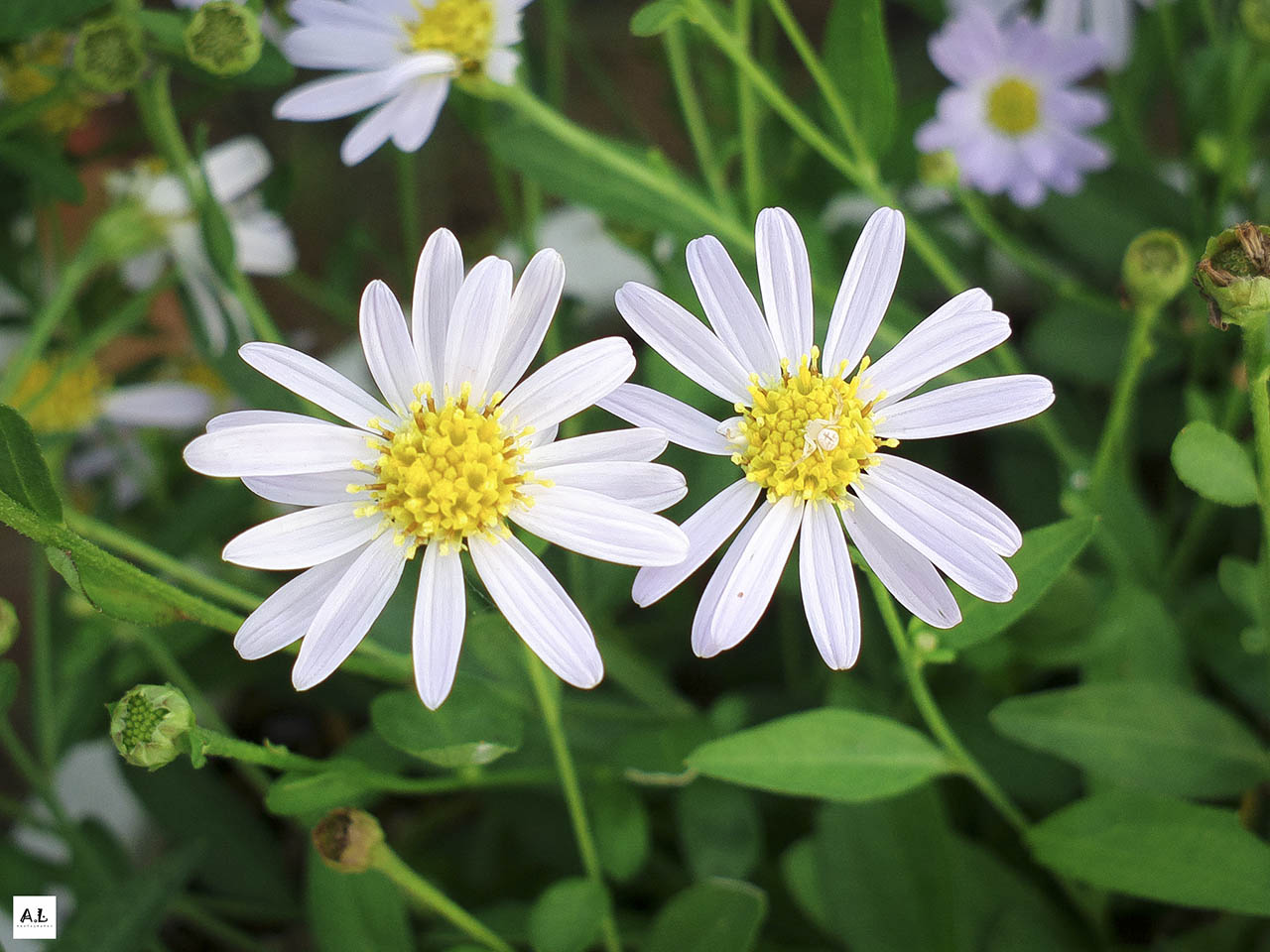 bộ ảnh làng hoa Sa đéc bằng Nokia 808 PureView