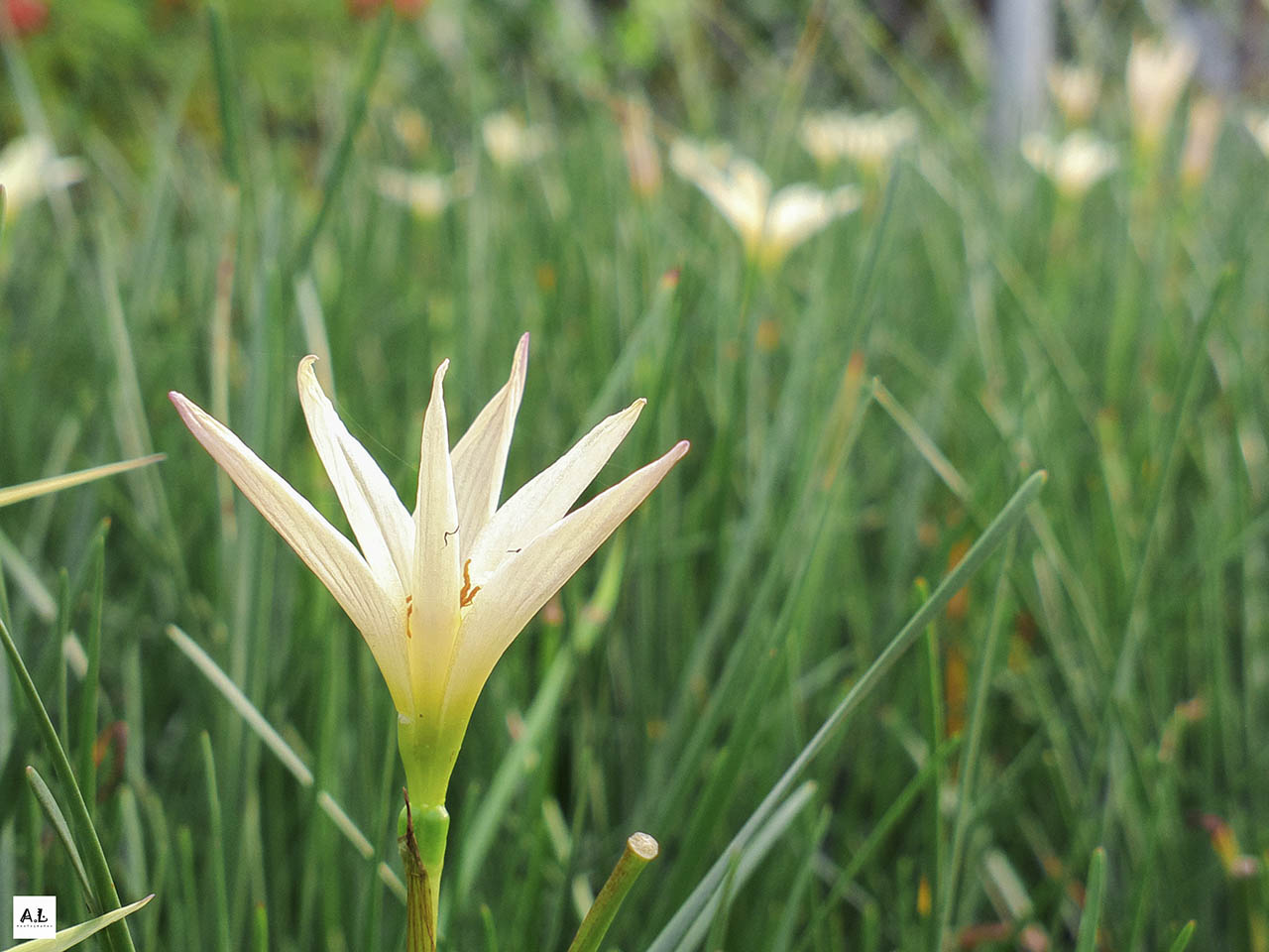 bộ ảnh làng hoa Sa đéc bằng Nokia 808 PureView