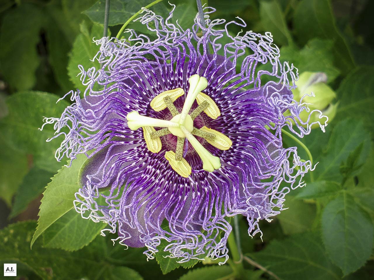 bộ ảnh làng hoa Sa đéc bằng Nokia 808 PureView