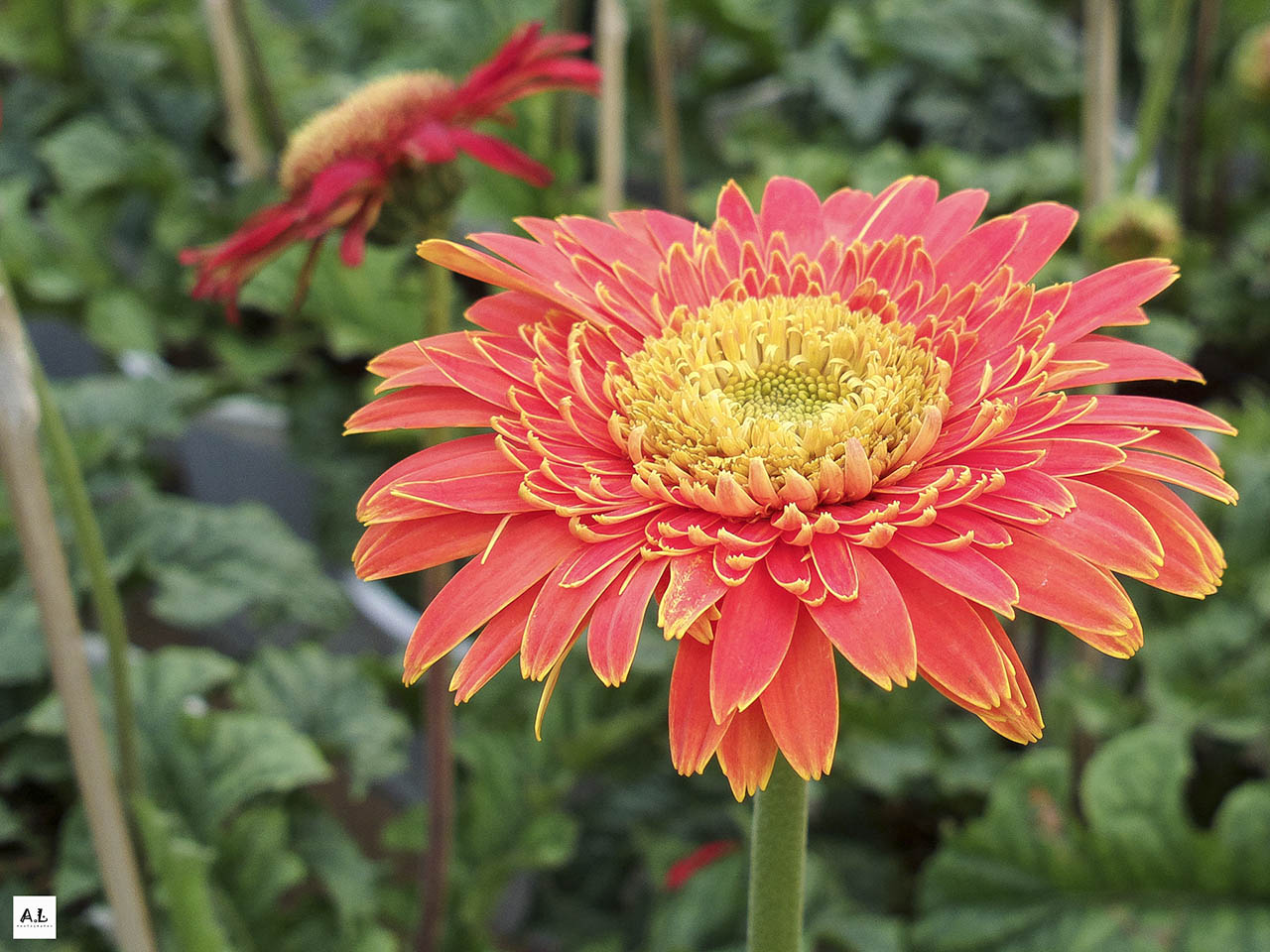 bộ ảnh làng hoa Sa đéc bằng Nokia 808 PureView