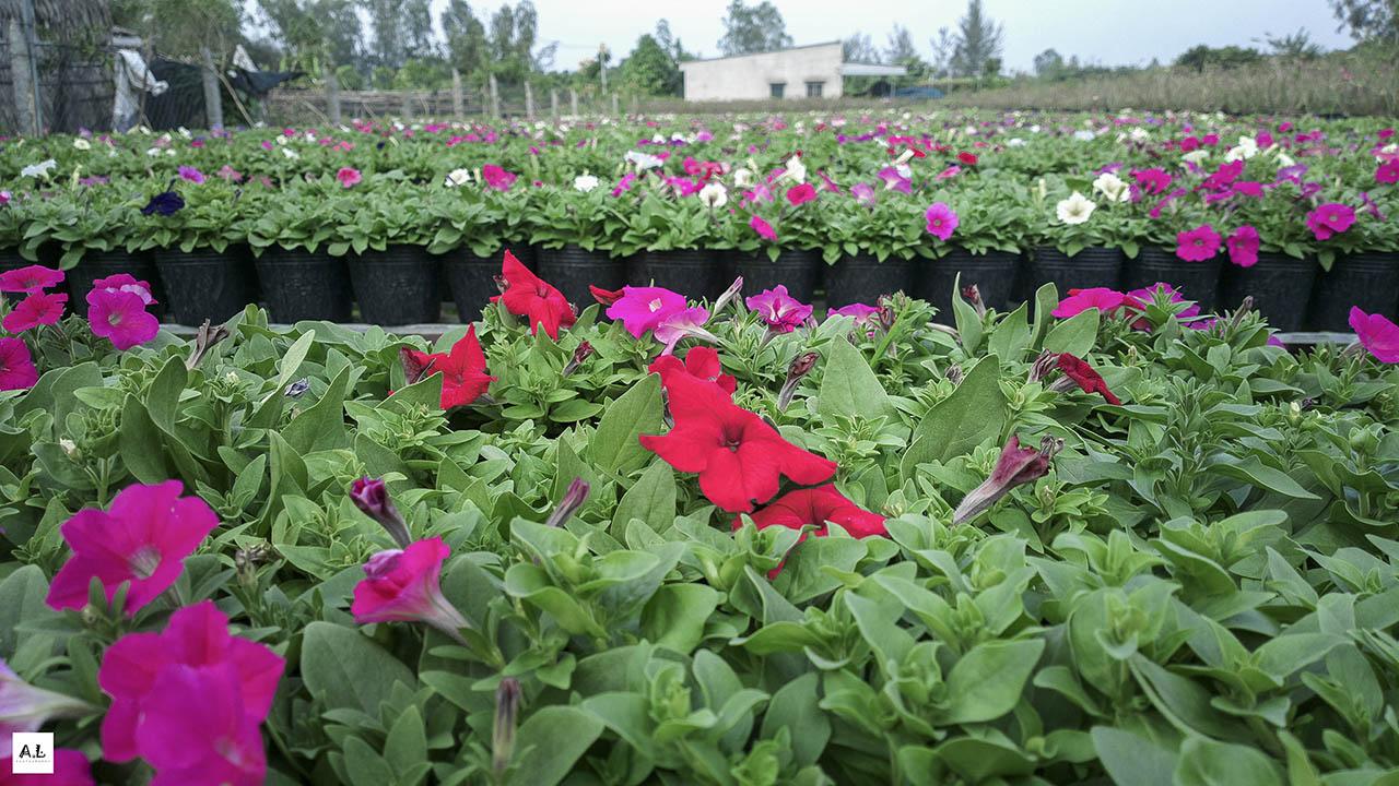 bộ ảnh làng hoa Sa đéc bằng Nokia 808 PureView