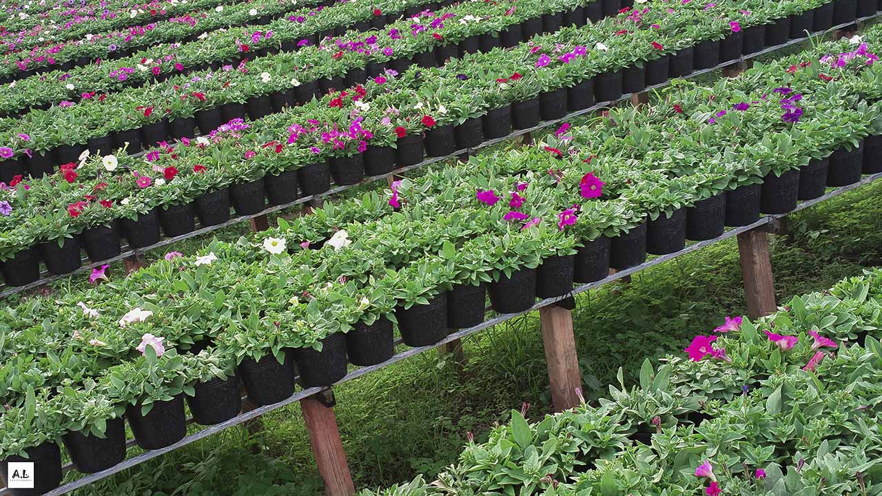 bộ ảnh làng hoa Sa đéc bằng Nokia 808 PureView