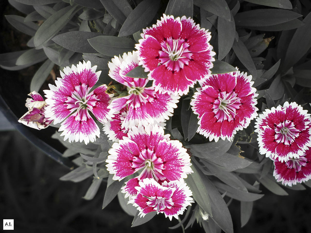 bộ ảnh làng hoa Sa đéc bằng Nokia 808 PureView