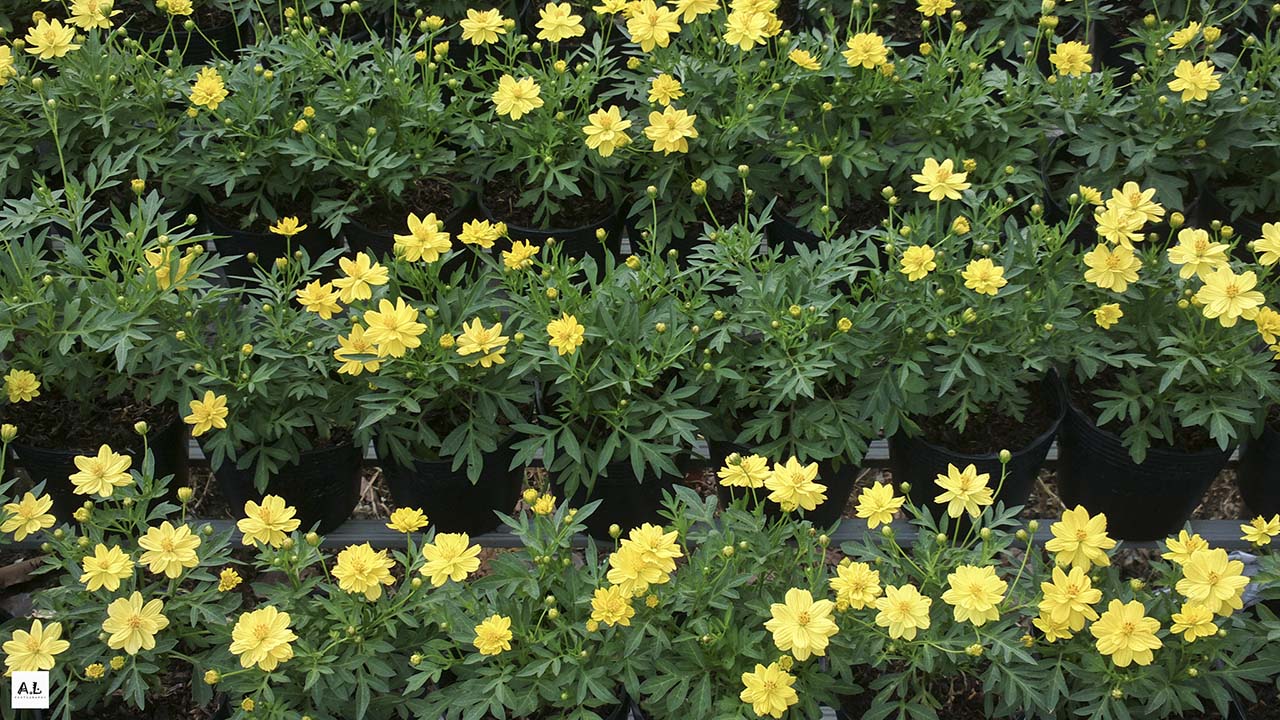 bộ ảnh làng hoa Sa đéc bằng Nokia 808 PureView