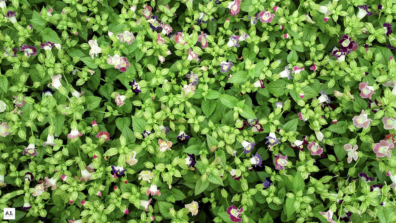 bộ ảnh làng hoa Sa đéc bằng Nokia 808 PureView