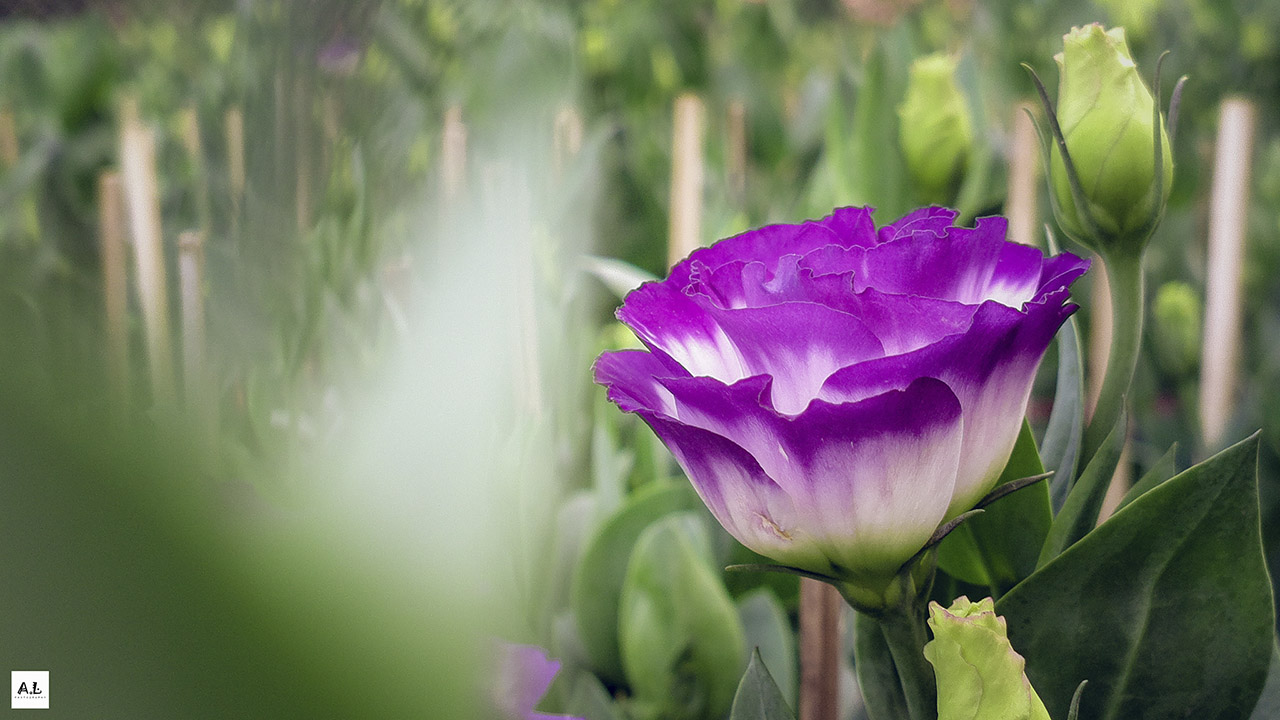 bộ ảnh làng hoa Sa đéc bằng Nokia 808 PureView