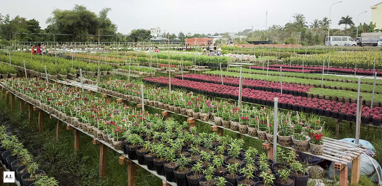 bộ ảnh làng hoa Sa đéc bằng Nokia 808 PureView