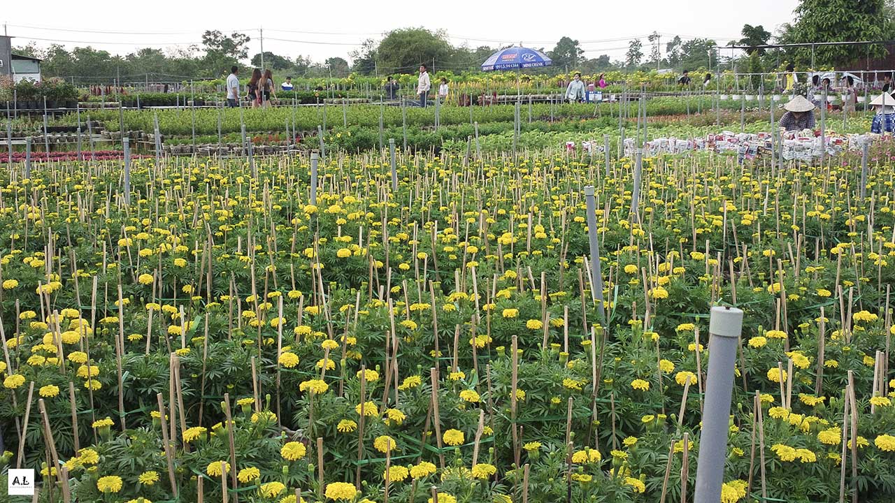 bộ ảnh làng hoa Sa đéc bằng Nokia 808 PureView