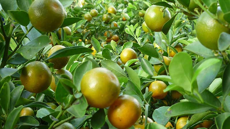 Đây là trái hạnh quê tôi, người ta còn gọi là quả tắc, quả quất!