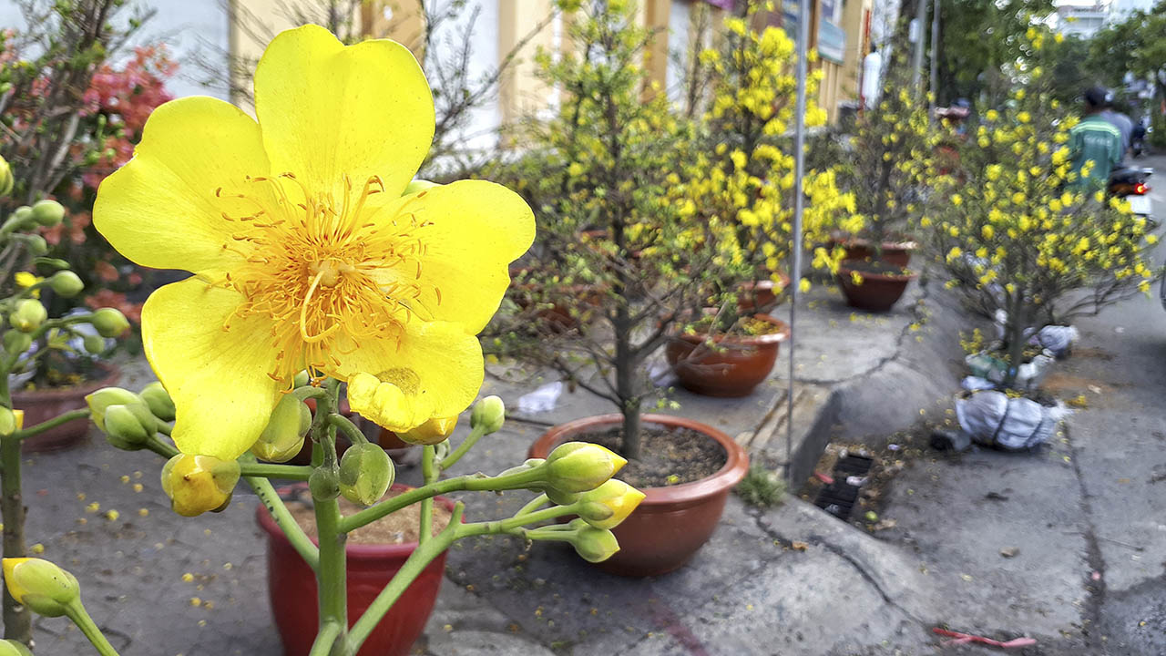 bộ ảnh ngày Tết bằng Galaxy A7 2017