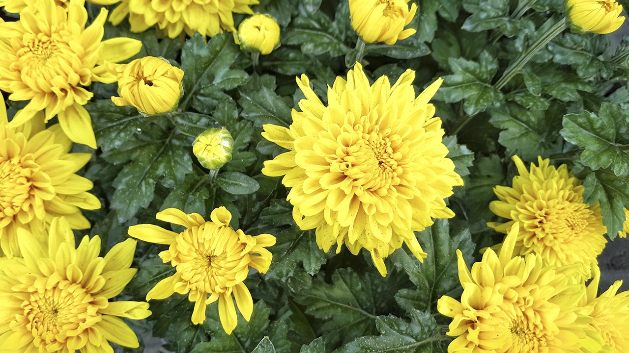 bộ ảnh ngày Tết bằng Galaxy A7 2017