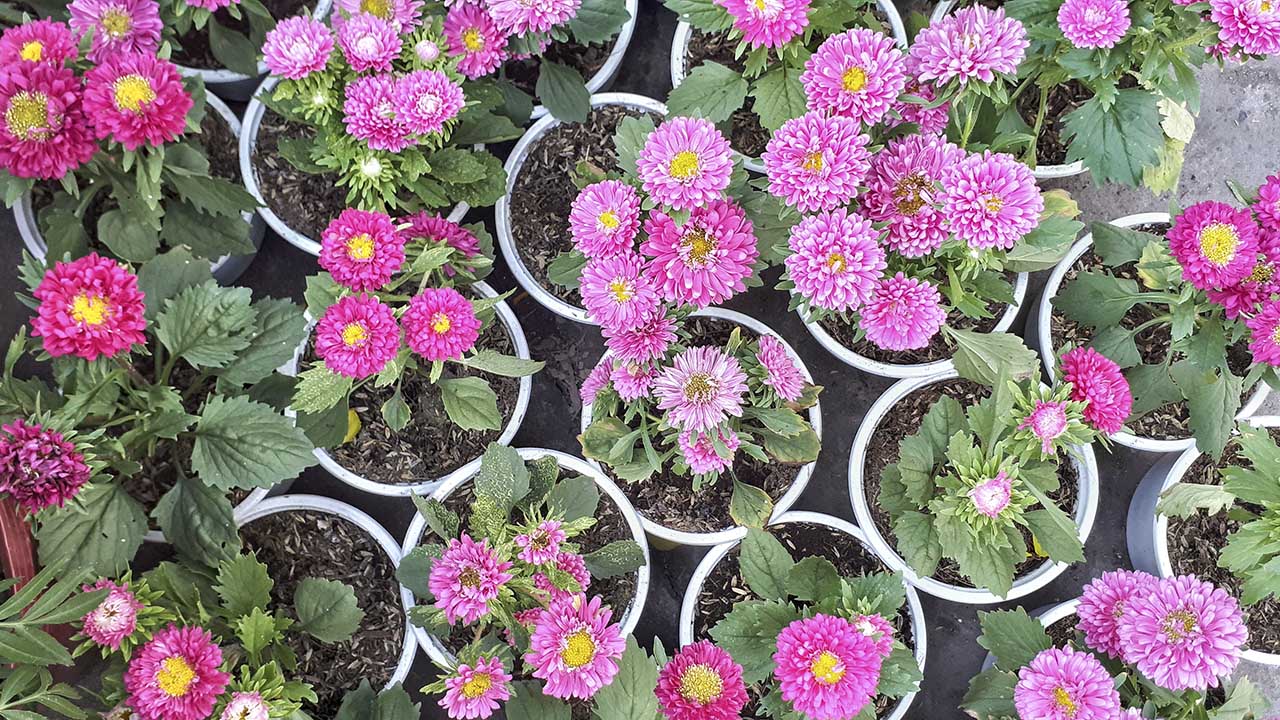 bộ ảnh ngày Tết bằng Galaxy A7 2017