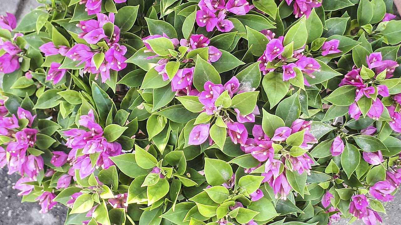 bộ ảnh ngày Tết bằng Galaxy A7 2017