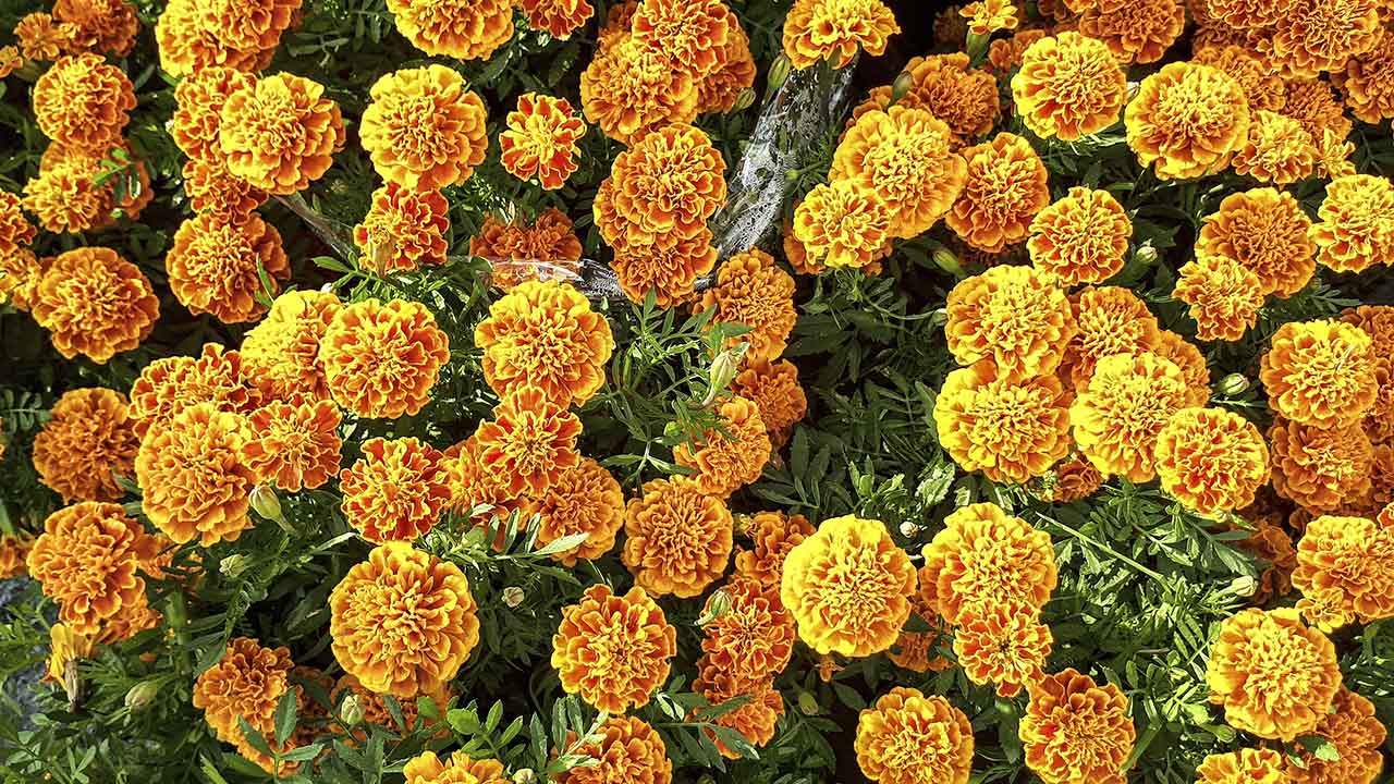 bộ ảnh ngày Tết bằng Galaxy A7 2017