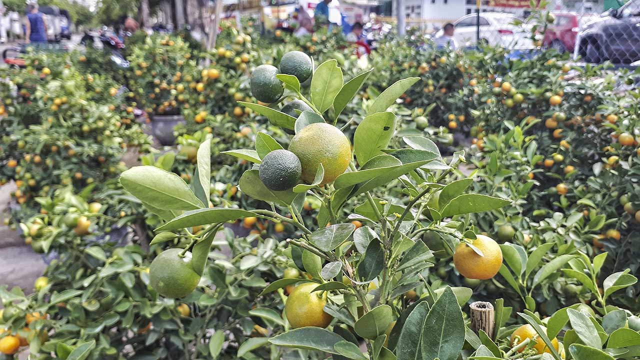 bộ ảnh ngày Tết bằng Galaxy A7 2017