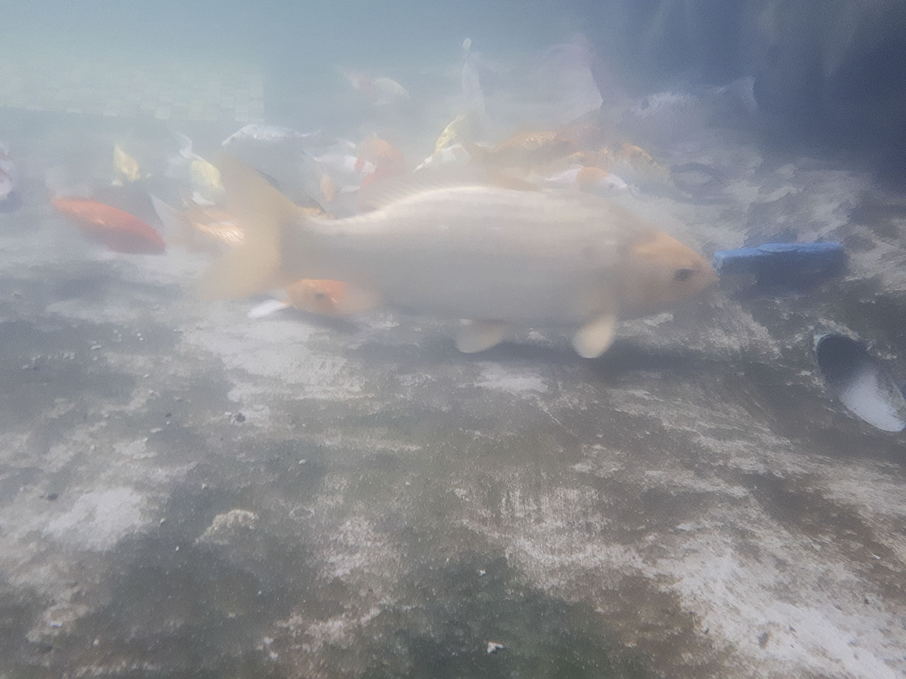 chơi game, chụp hình dưới nước Galaxy A 2017 chơi game, chụp hình dưới nước Galaxy A 2017