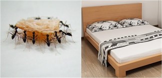 Cách đuổi kiến trên giường nhanh gọn mà không cần hóa chất