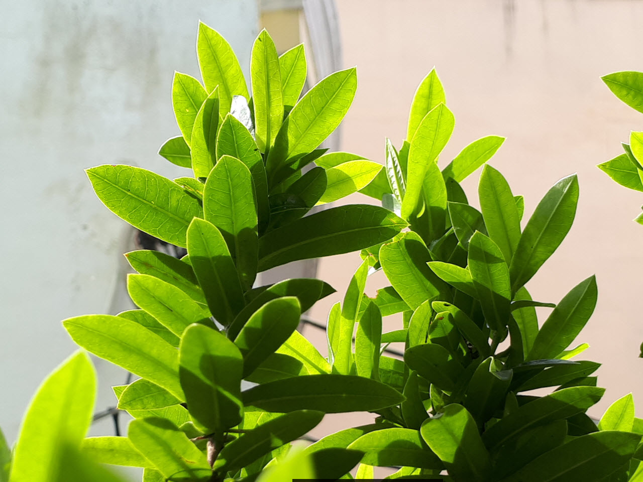 so sánh Galaxy A7 2017 và Galaxy Note 5