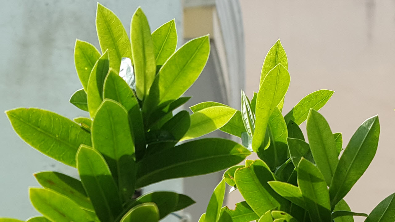 so sánh Galaxy A7 2017 và Galaxy Note 5