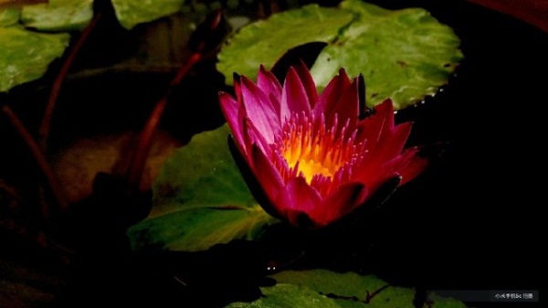 Ảnh chụp từ Xiaomi Mi 5C b Ảnh chụp từ Xiaomi Mi 5C b