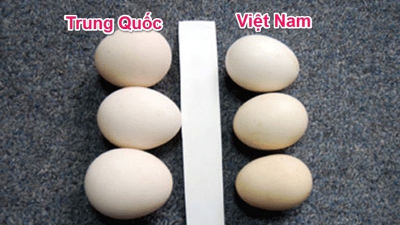 Trứng Trung Quốc to hơn trứng gà ta