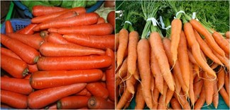 Cách phân biệt cà rốt Việt Nam và Trung Quốc