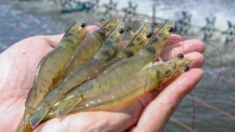 How to preserve shrimp?