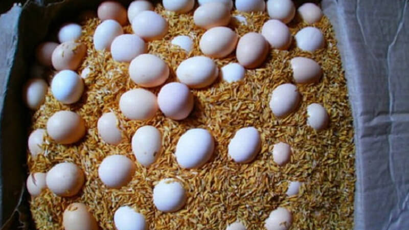 Cách bảo quản trứng với vỏ trấu hoặc mùn cưa