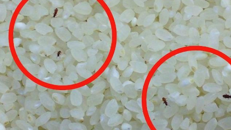 Một vài nguyên nhân dễ dẫn đến gạo bị mối mọt