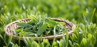 Cách làm bột trà xanh