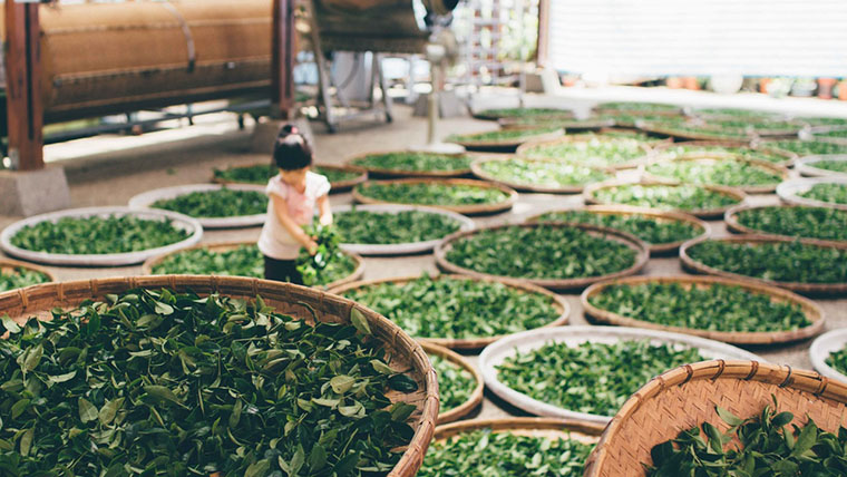 Nguyên liệu làm bột trà xanh