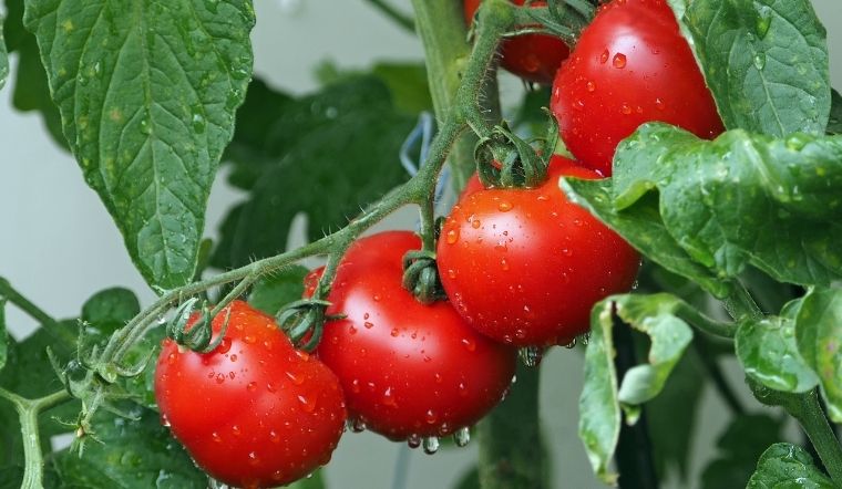 Cách chọn mua cà chua tươi ngon, giàu dinh dưỡng