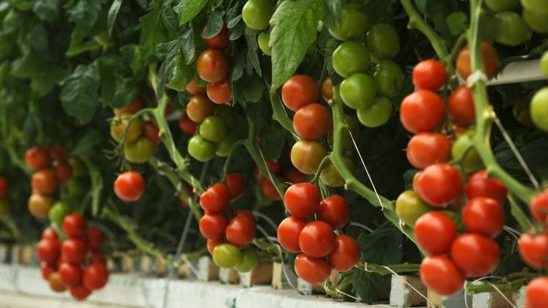 Giá trị dinh dưỡng và tác dụng của cà chua