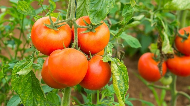 Lưu ý khi ăn cà chua và cách bảo quản cà chua