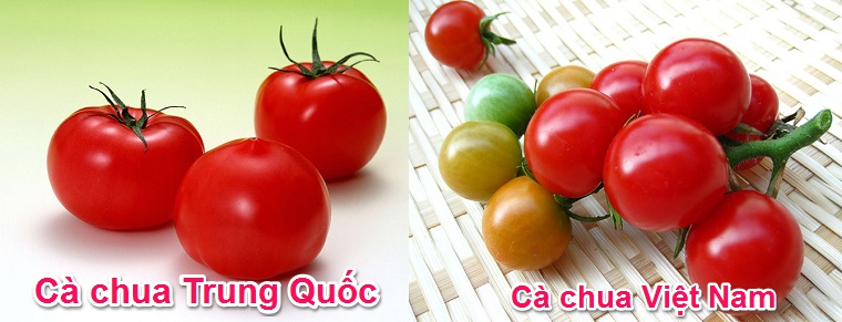 Cách nhận biết cà chua Việt Nam với Trung Quốc