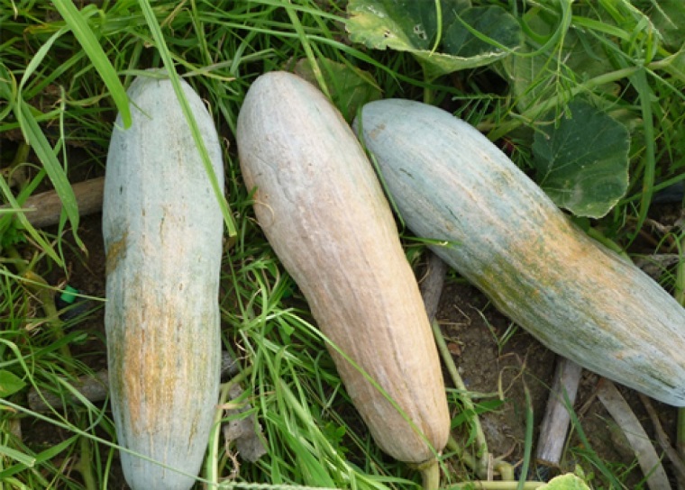 Chinese red pumpkin is large and long