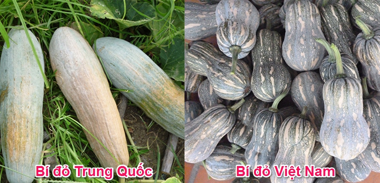How to distinguish Chinese red pumpkin from Vietnamese red pumpkin