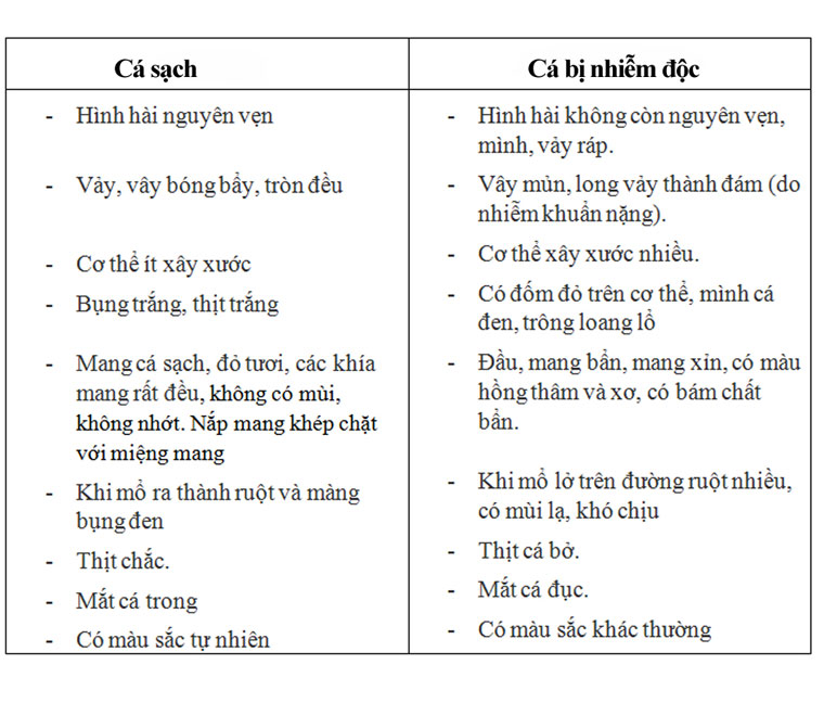 Những cách giúp bạn nhận biết cá bị nhiễm độc