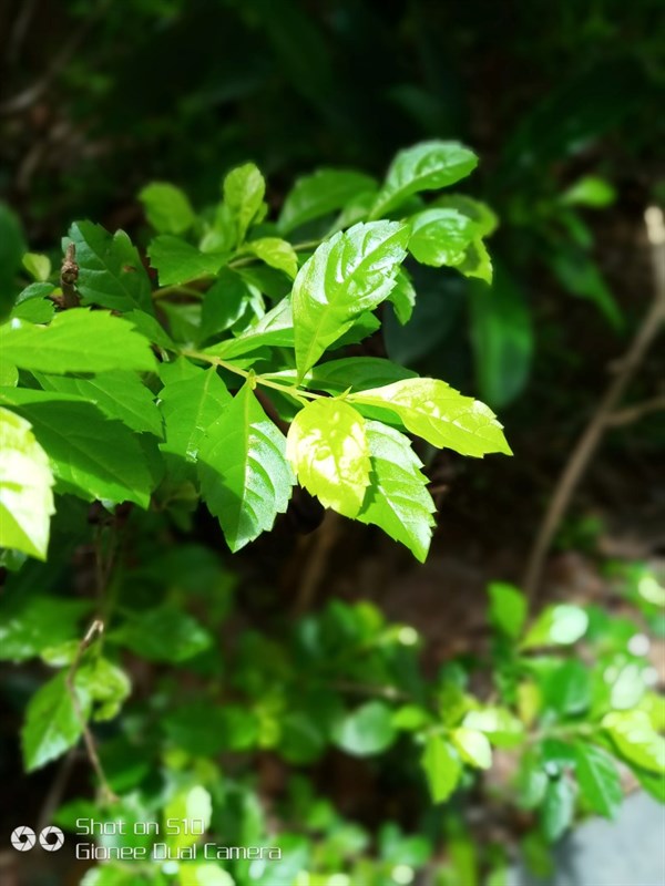 Gionee S10 khoe ảnh chụp siêu đẹp từ sức mạnh camera kép như iPhone 7 Plus Gionee S10 khoe ảnh chụp siêu đẹp từ sức mạnh camera kép như iPhone 7 Plus