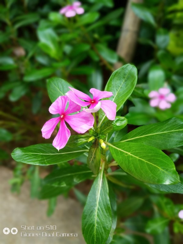 Gionee S10 khoe ảnh chụp siêu đẹp từ sức mạnh camera kép như iPhone 7 Plus Gionee S10 khoe ảnh chụp siêu đẹp từ sức mạnh camera kép như iPhone 7 Plus