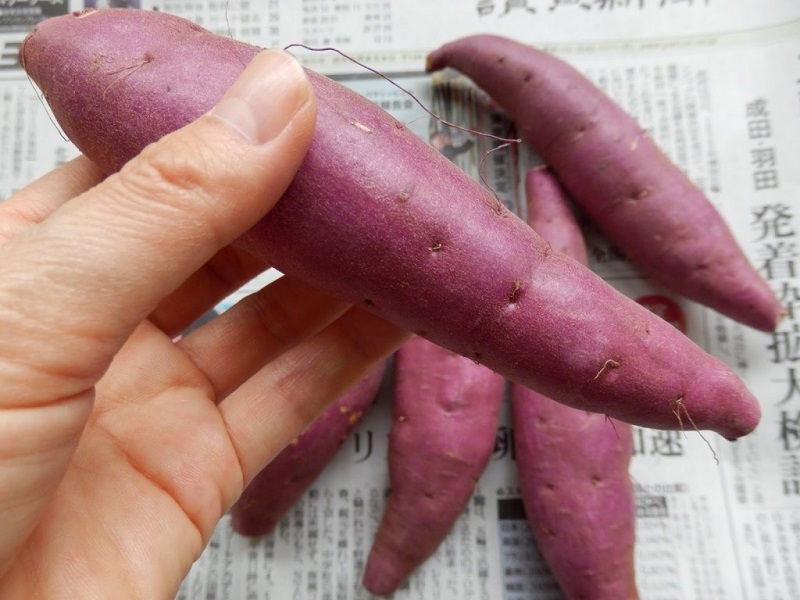 Không ăn khoai lang đã để quá lâu Không ăn khoai lang đã để quá lâu