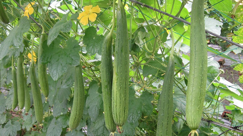 The outer skin of sponge gourd is usually dark green with dark stripes on the surface